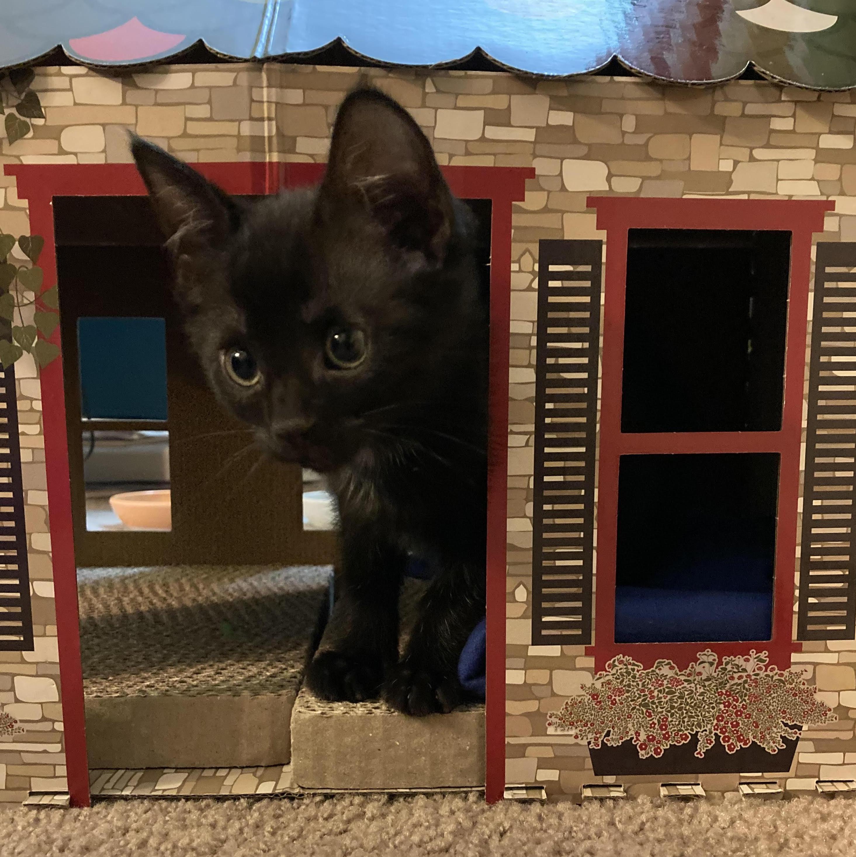 Baby Bowie.