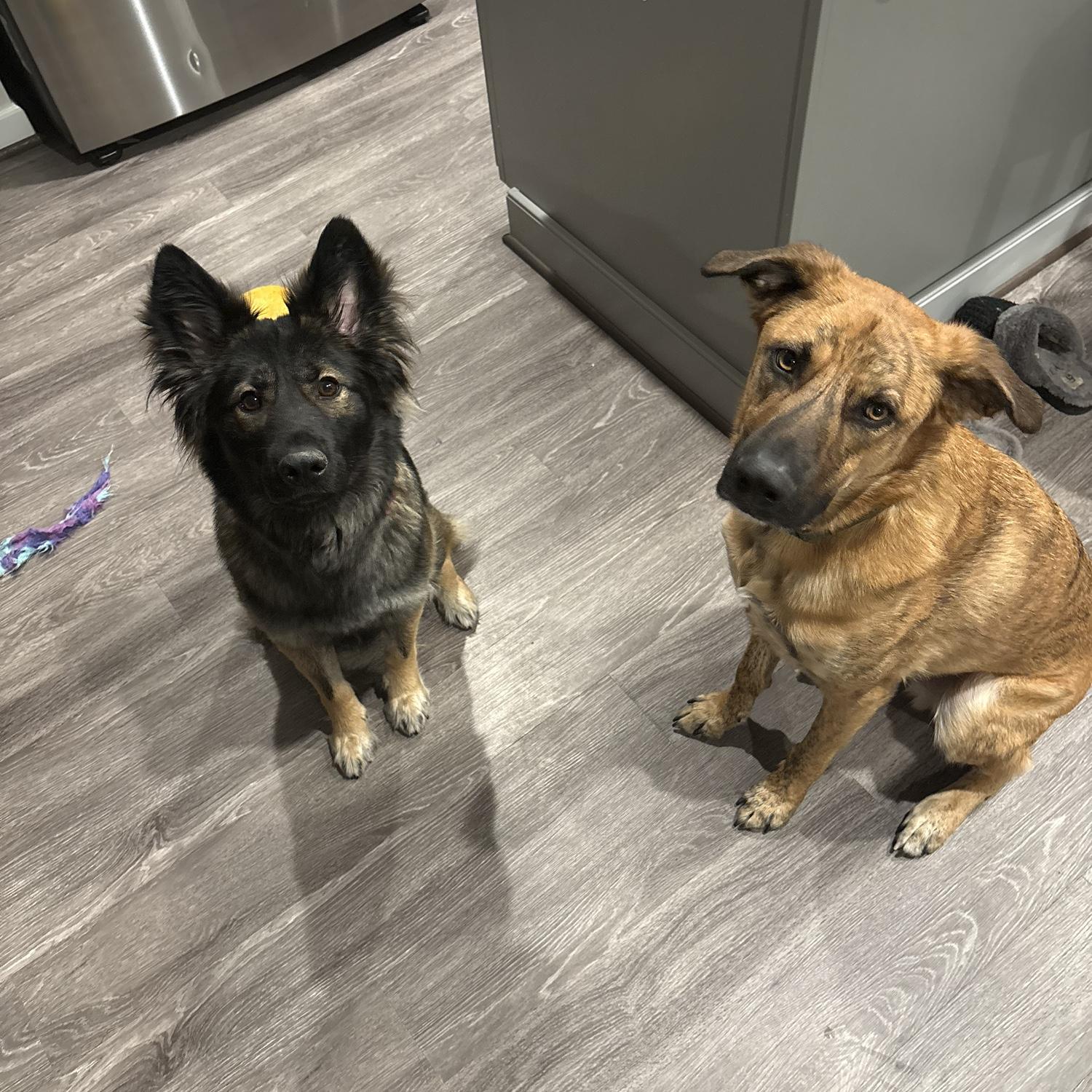 Jan 2026 - New fur baby Oakley (aka kiki coo, ohana, oakalini) and Cooper (aka da coops, coopertino, coopah troop) they have many names