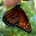 Sweet Briar Nature Center