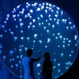 Gran Acuario Mazatlán