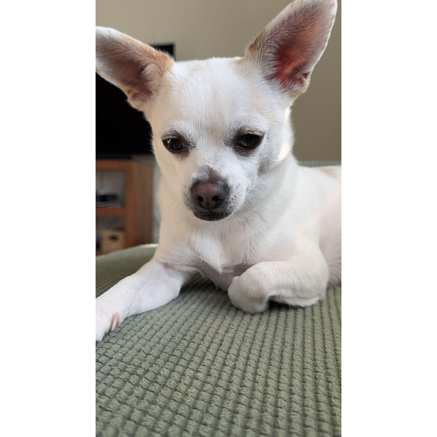 Our spoiled Willy