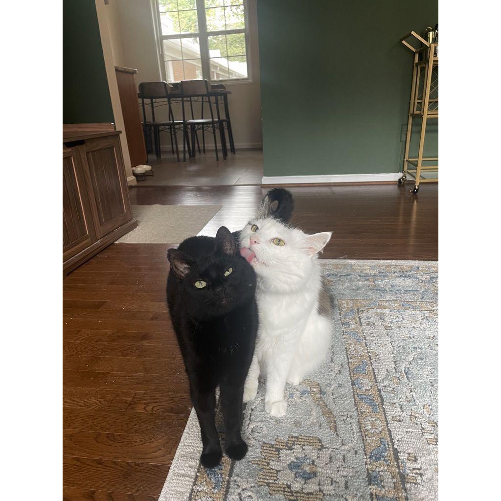 Our cats, Cow & Rita