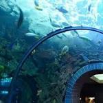 The Dallas World Aquarium
