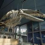 New Bedford Whaling Museum