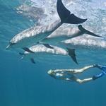 Swim with the Dolphins