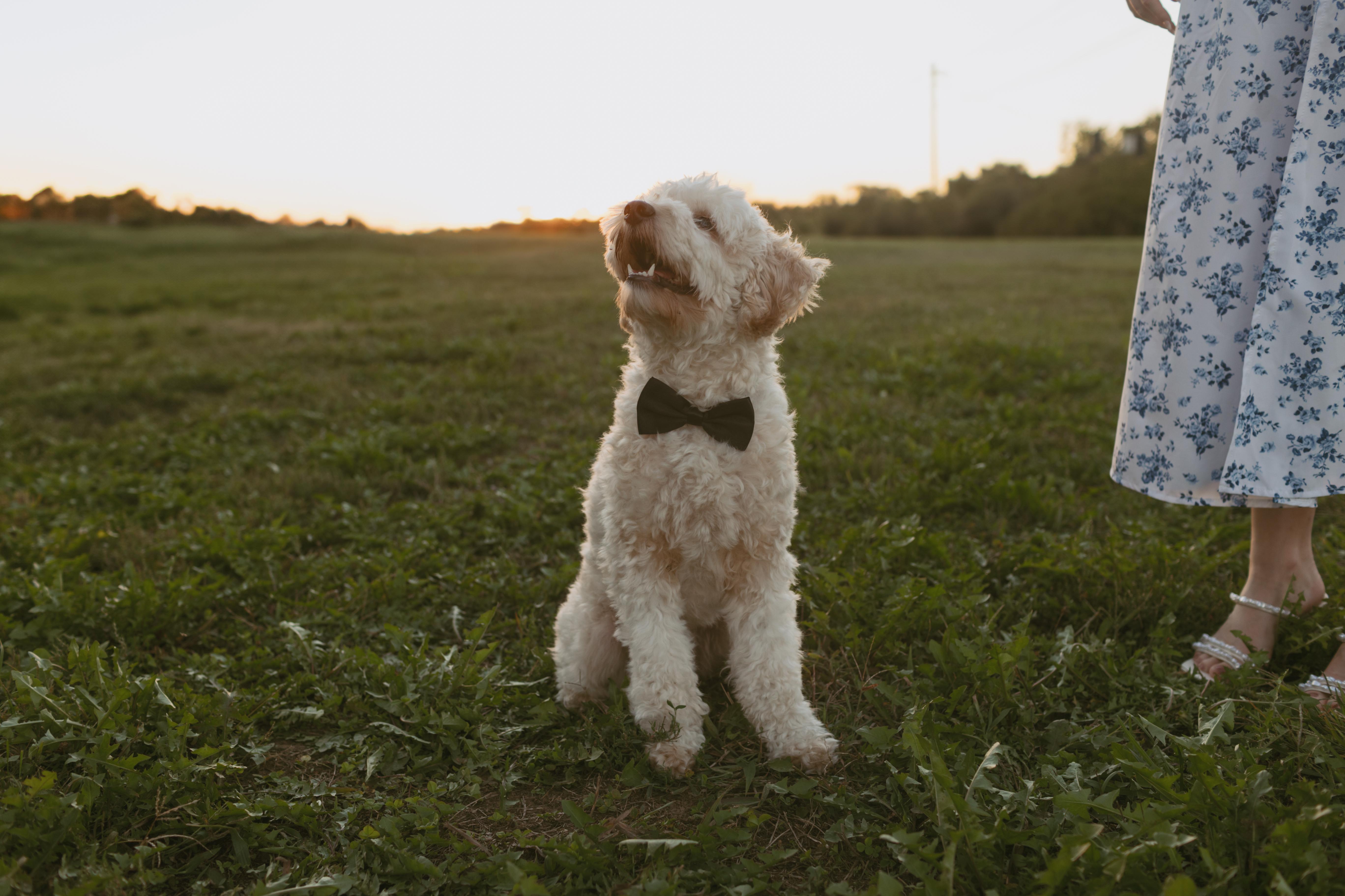 The Wedding Website of Kaden McDonnell and Joslyn Kohl