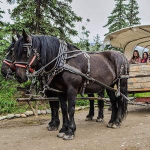 Horse Drawn Wagon Ride in Denali State Park