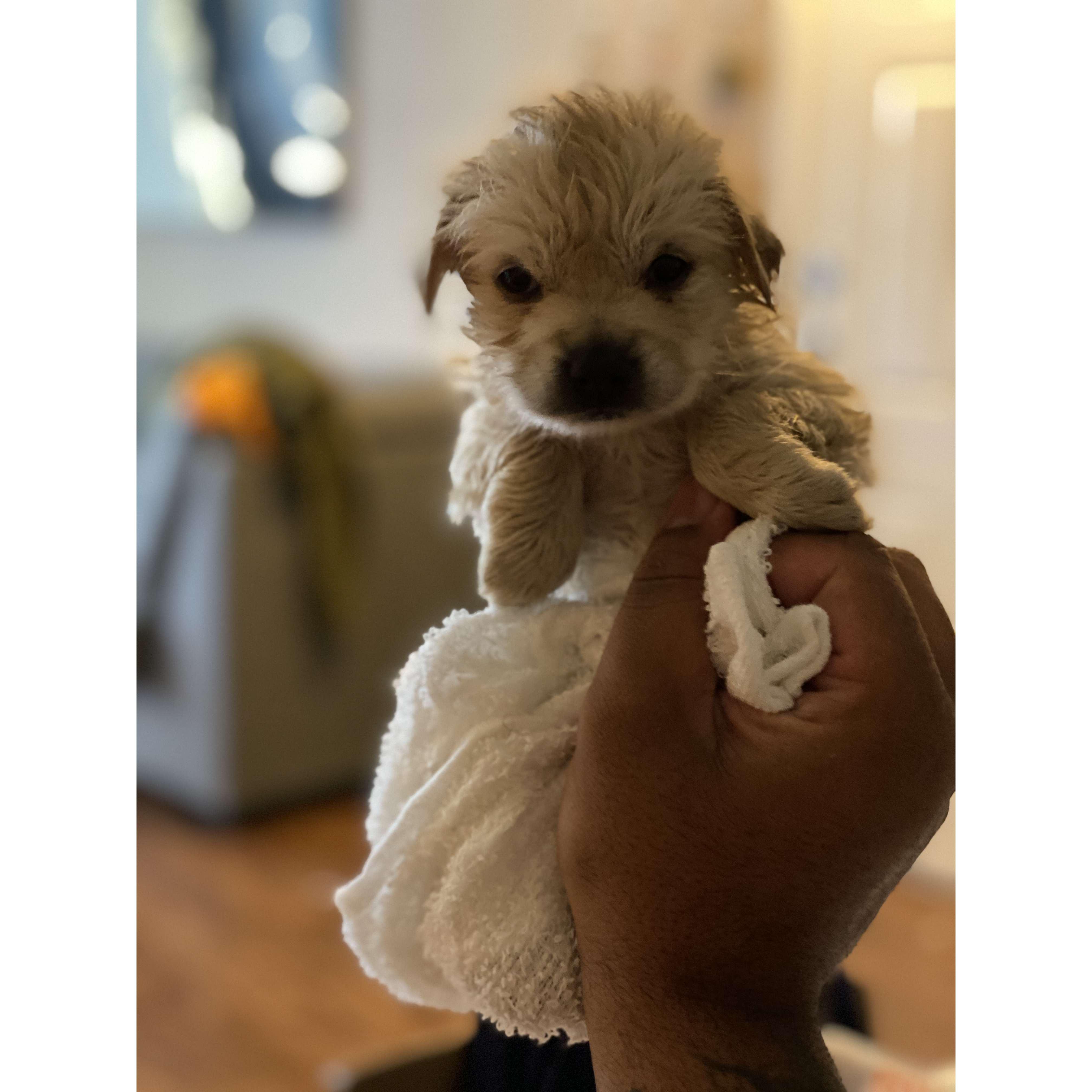 March 2020: When everything shut down due to COVID-19 and we brought home Chloe as a companion