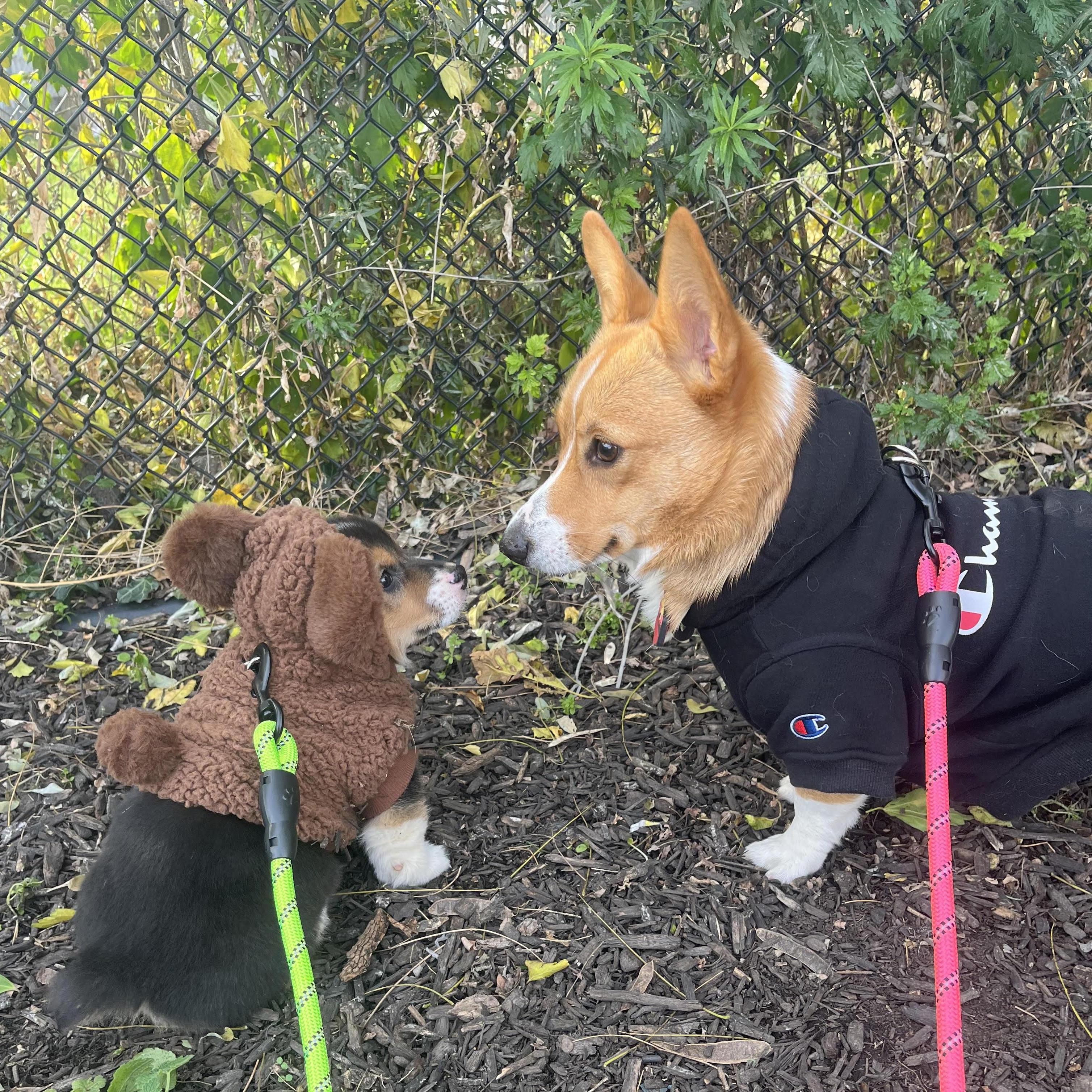 One of the first pictures of Yoshi and Peach together. Best friends at first sight. <3