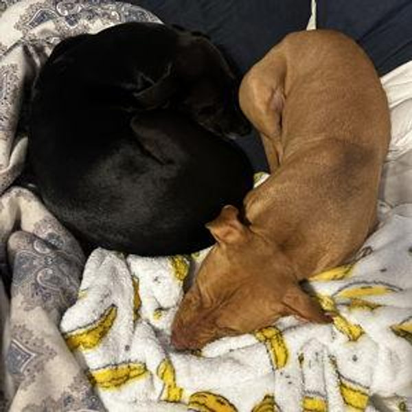 Furry Friend Fund