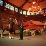 Budweiser Brewery Experience