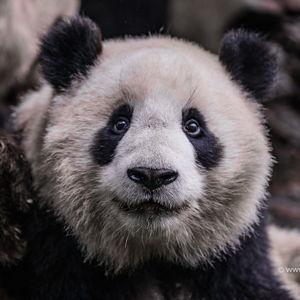 Chengdu Research Base of Giant Pandas