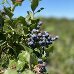 Fruit Picking . Michigan Wedding