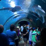 Downtown Aquarium
