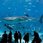 Georgia Aquarium