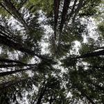 The Forest of Nisene Marks State Park