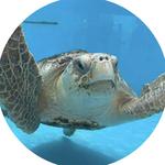 Loggerhead Marinelife Center