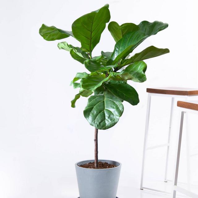 Buy Large, Potted Fiddle Leaf Fig Indoor Plant | Bloomscape
