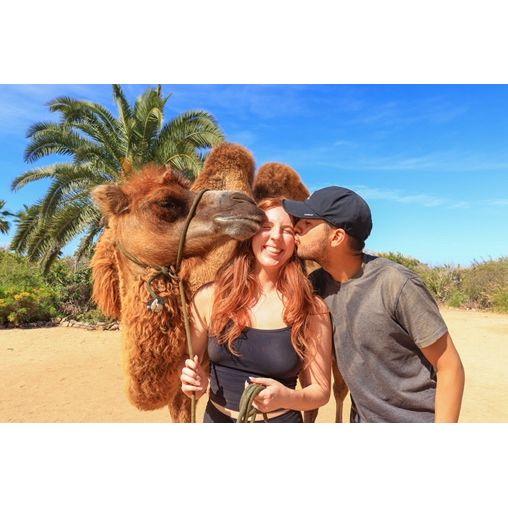 Camel riding in Cabo, MX