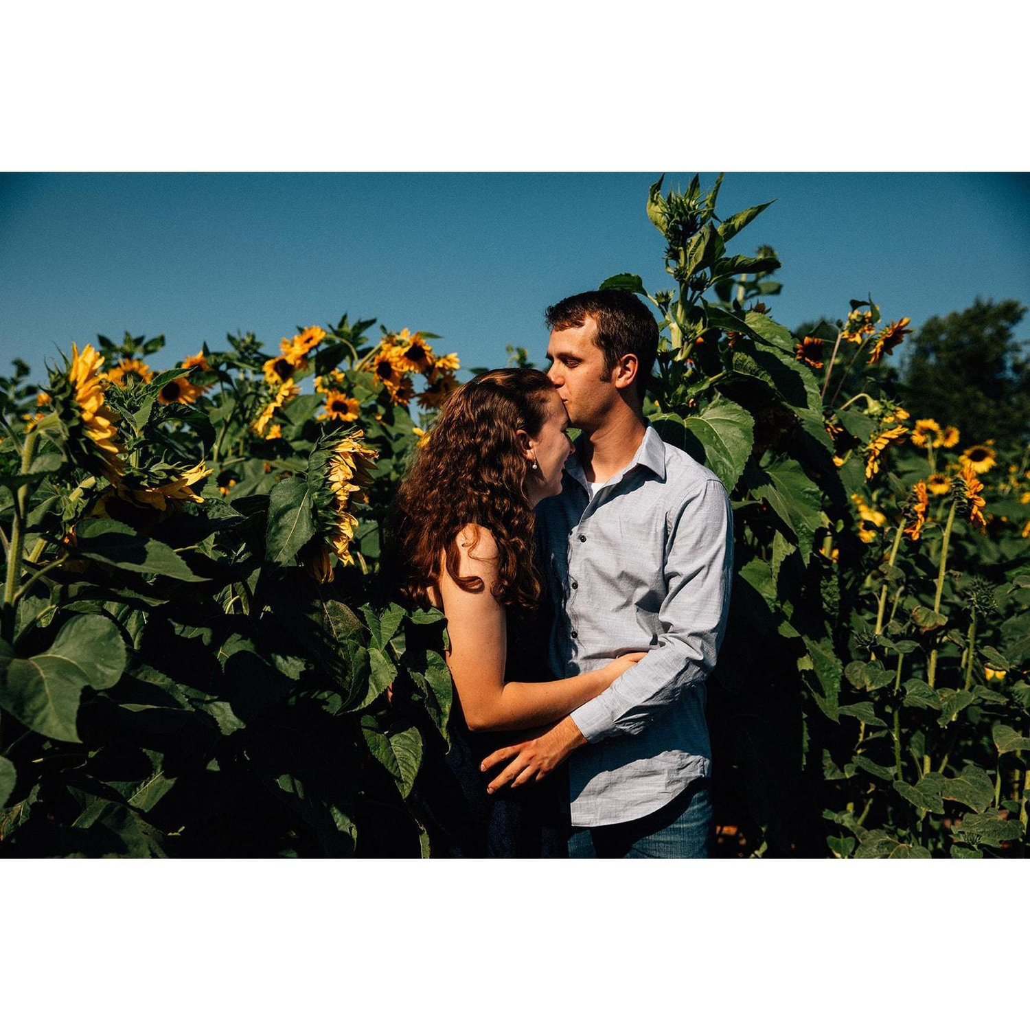 Engagement photoshoot with Zoe Burchard at the Mountainview Blueberry Farm's sunflower festival