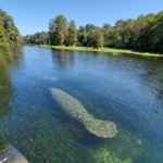 Ichetucknee River