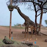 Phoenix Zoo