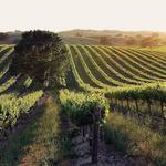 Wine Tasting in Paso Robles