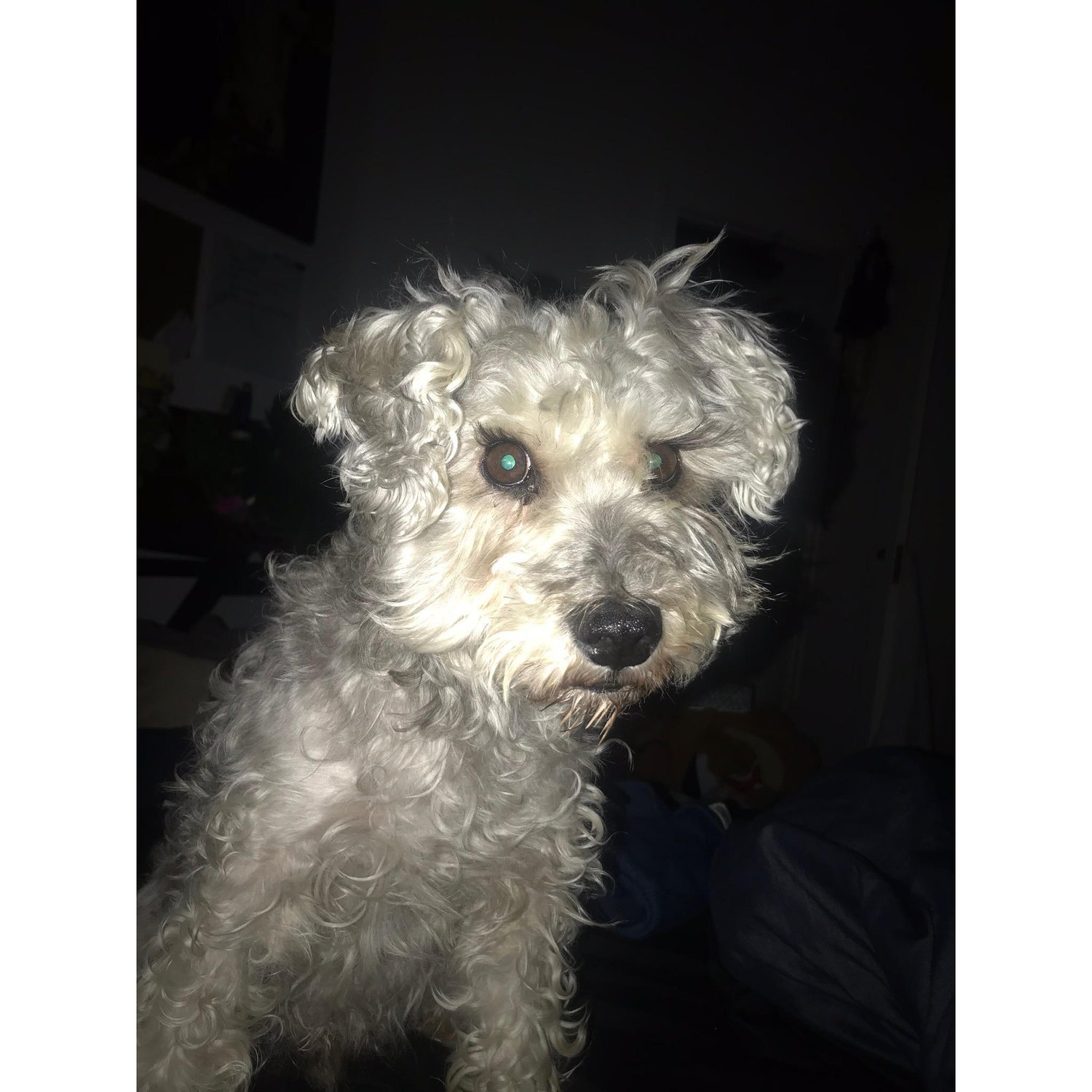 Pickles' reaction when we told him we were engaged.