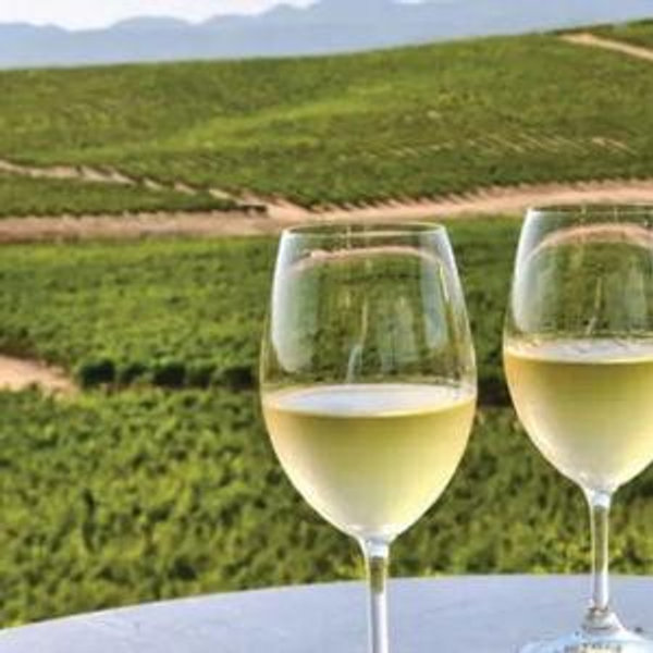 Wine Tasting in Napa