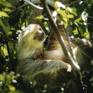 Sloth Adventure
