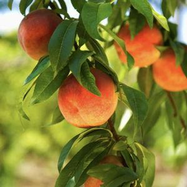2 Peach Trees