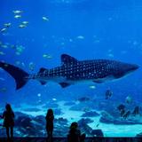 Aquarium Medellin