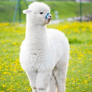 Alpaca Fund