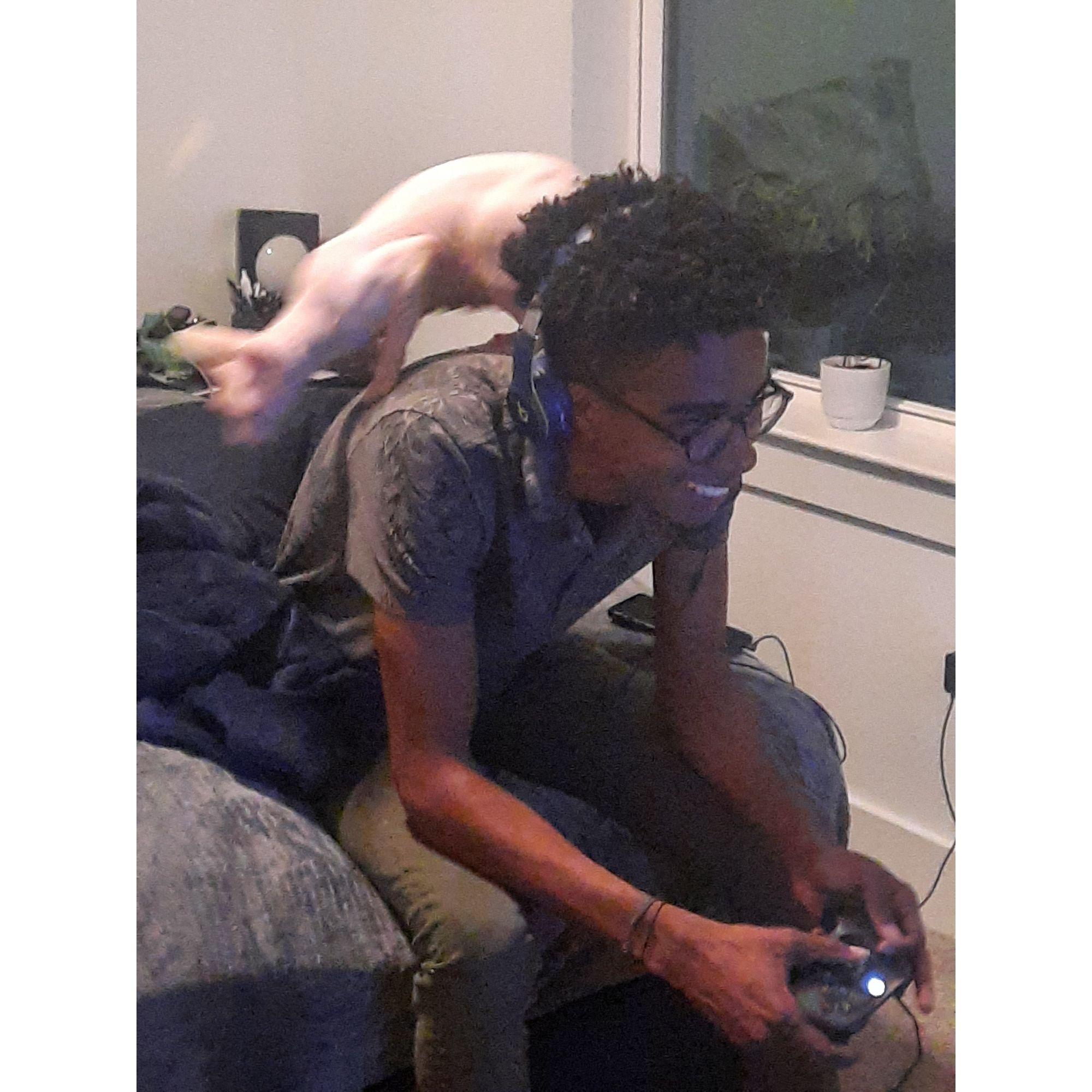 The cats treat us like personal jungle gyms. Millie especially HATES it when Caleb's full attention is not on her. She often rebels like this while he is playing video games.