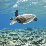 Snorkel with Sea Turtles