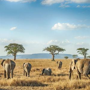 Honeymoon Fund (Africa)