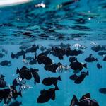 Captain Max: Turtle Snorkeling Tour