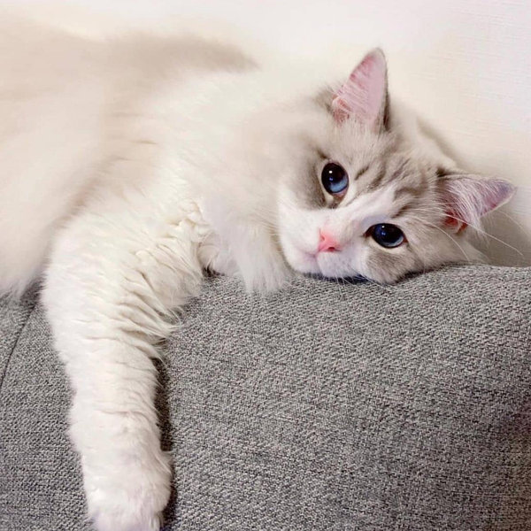 Our Cat Fund