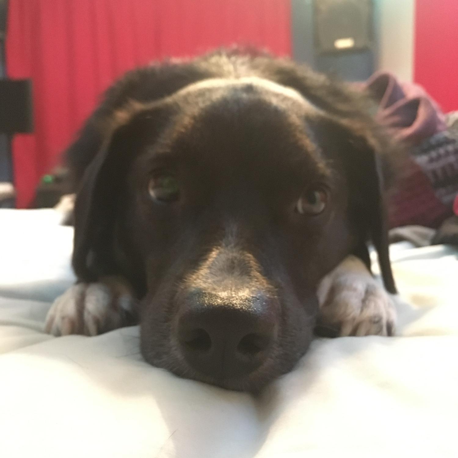 Luna as a pup!