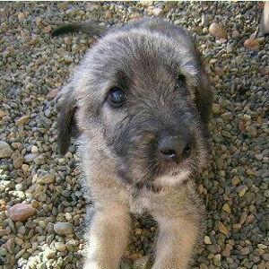 Puppy fund!