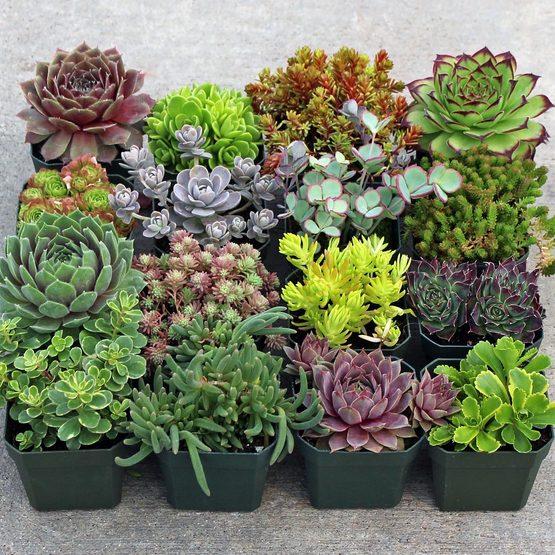 Hardy Succulent Sample Collection (16)
