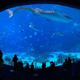 Georgia Aquarium