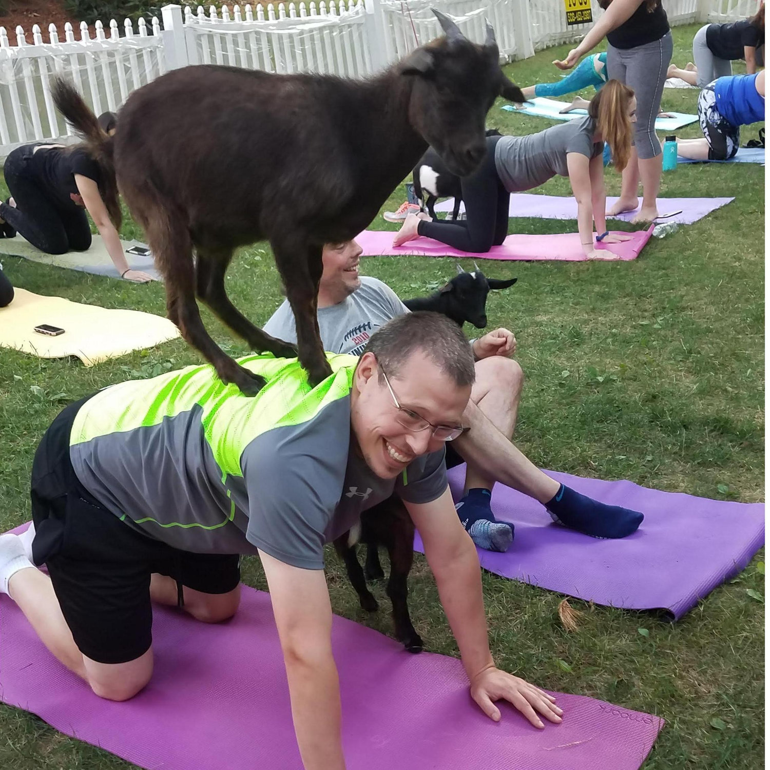 Goat yoga