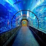 Shark Reef Aquarium at Mandalay Bay