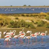 Camargue