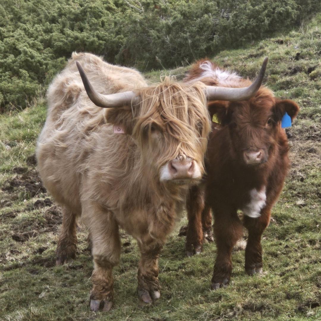 Scottish Highlands