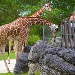 Zoo Miami
