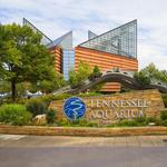 Tennessee Aquarium