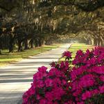 Boone Hall Plantation & Gardens