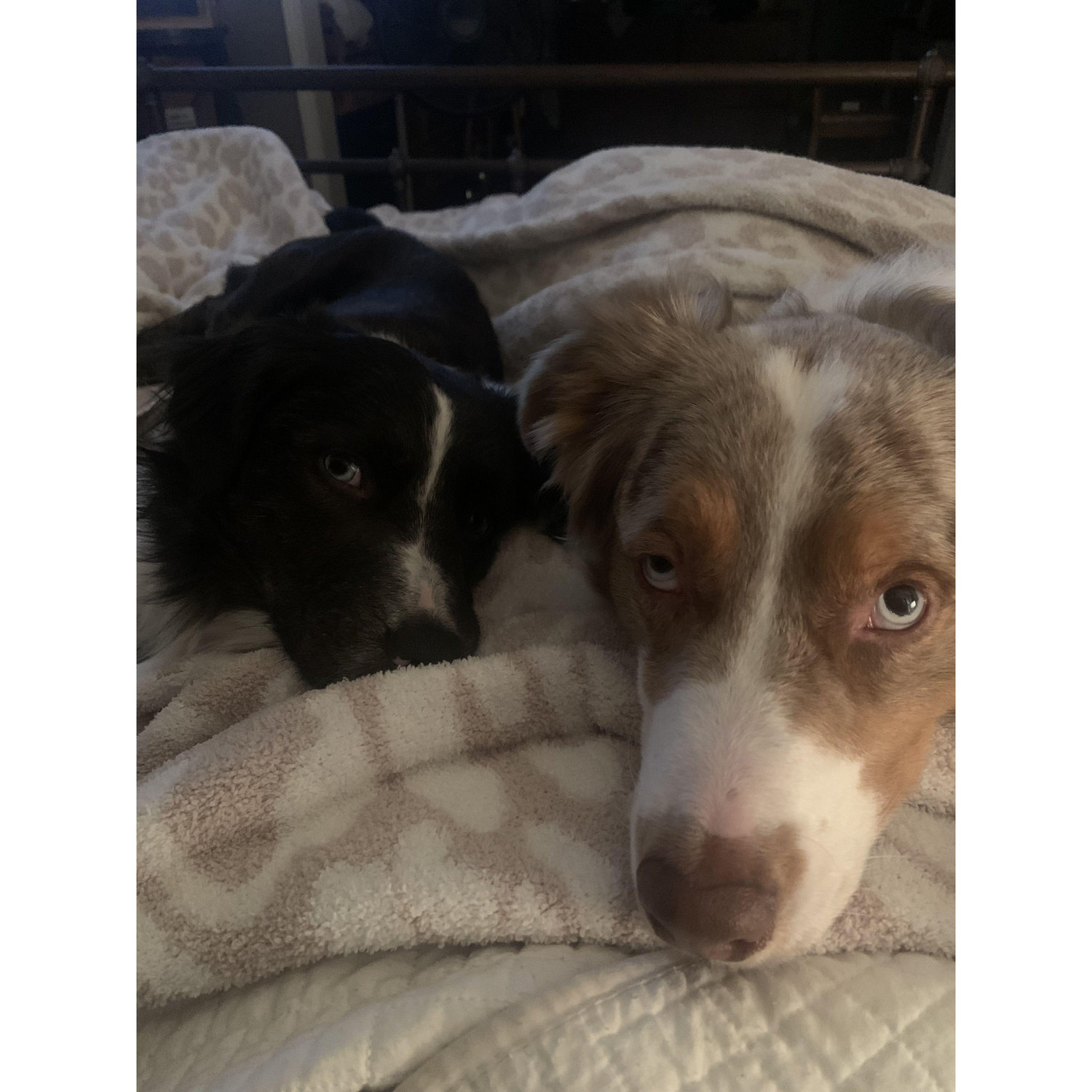 September 8, 2023- Hendrix and Harlow are the best boys! They have been there through so many of our milestones so I had to give them an honorable mention! :)